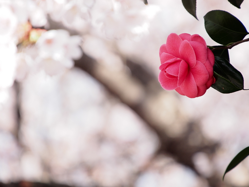 桜に照らされて。。。