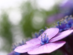 曇り空に紫陽花の咲く。