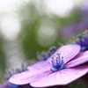 曇り空に紫陽花の咲く。