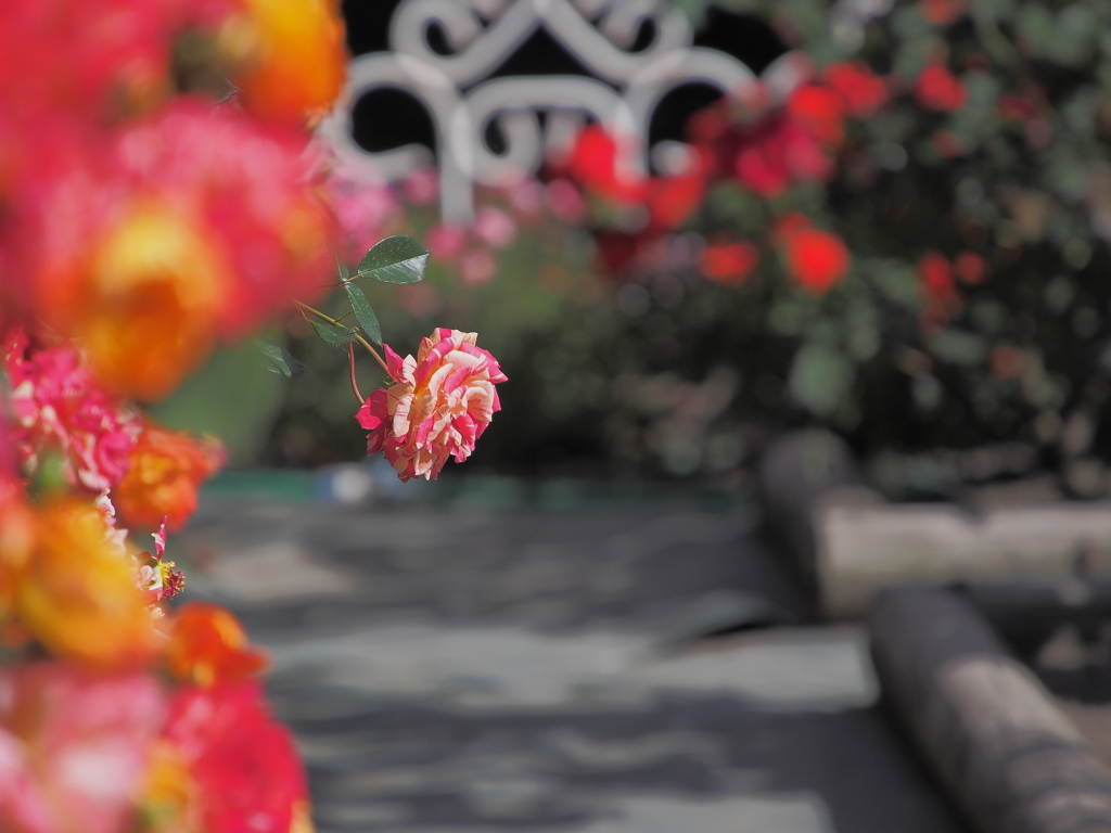 薔薇。ばら。バラ。rose。
