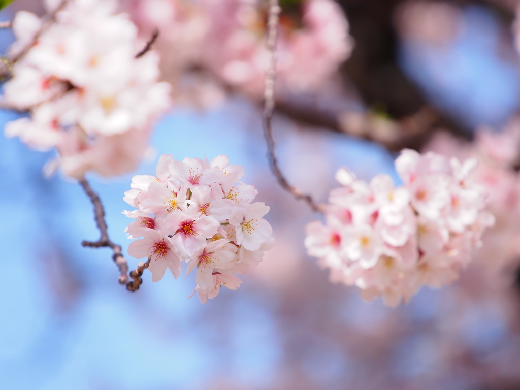 桜・ブルー