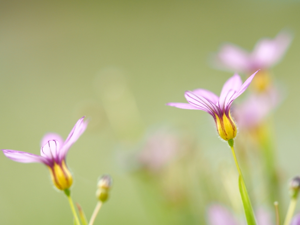 可憐な華たち。