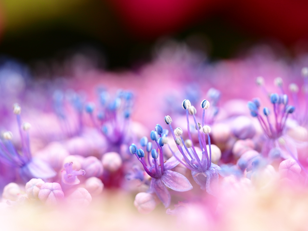 紫陽花のささやき。。。