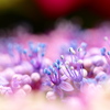 紫陽花のささやき。。。