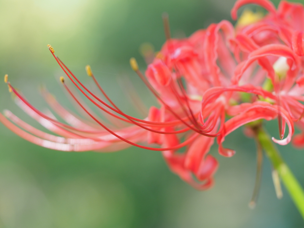 紅芯の調べ。