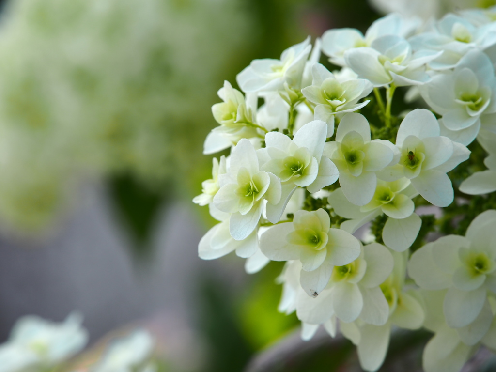 紫陽花のブーケ。