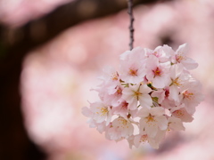 春の色。桜色。