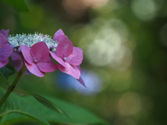 紫陽花をみつめて。