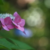 紫陽花をみつめて。
