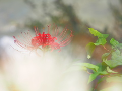 彼岸花。赤く浮かんで。