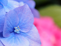 紫陽花　カラフルに。