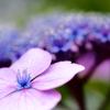 紫陽花　☆　妖艶に
