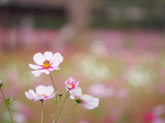 秋のたわむれ