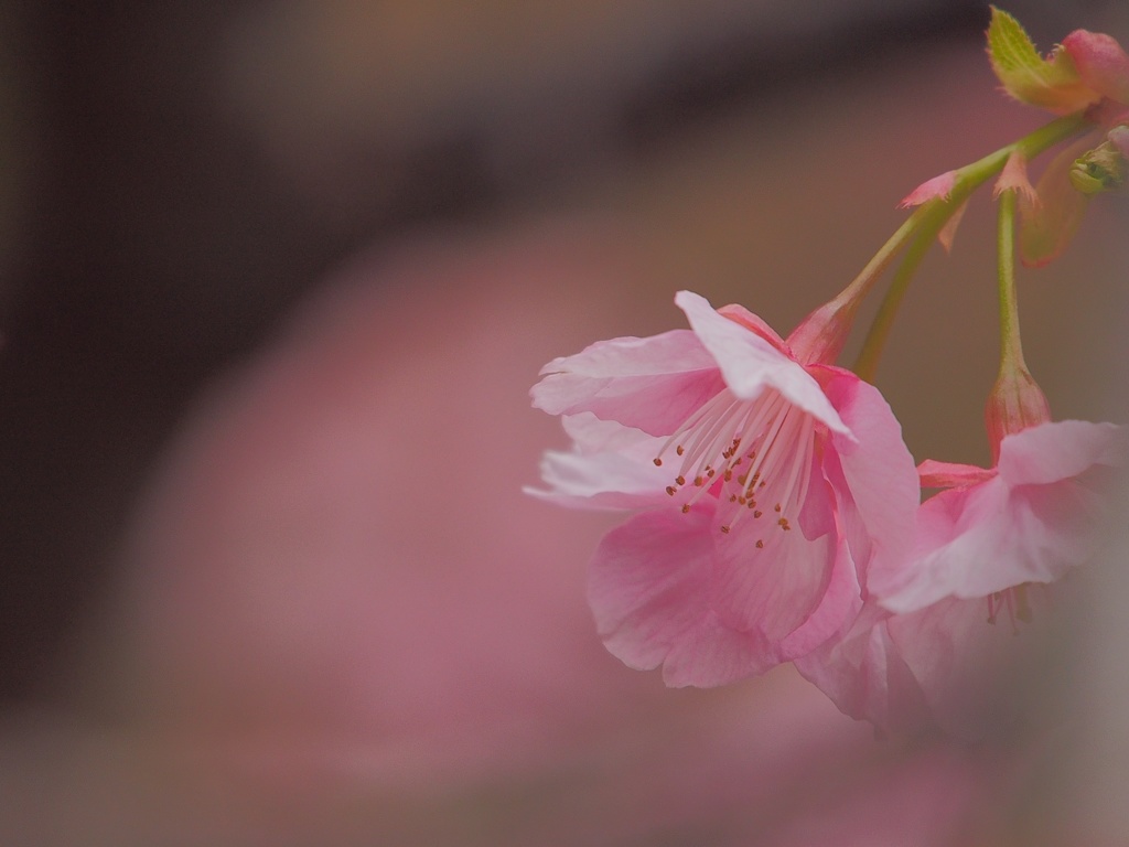ふぅわり先咲く桜。