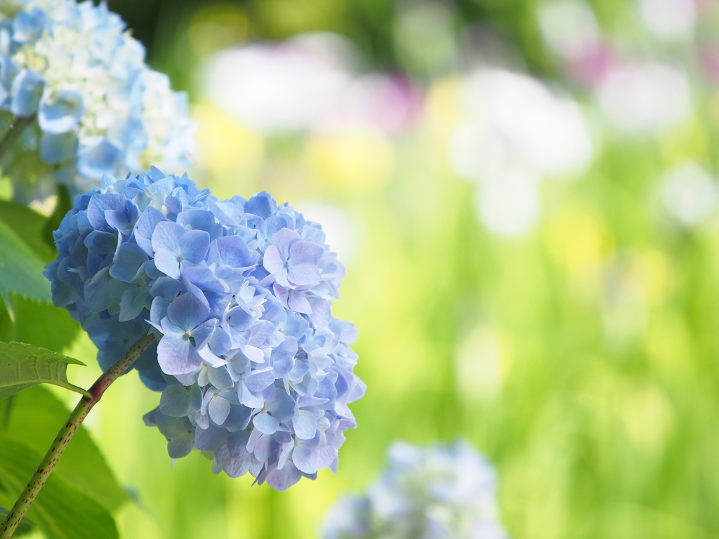 青い☆紫陽花　