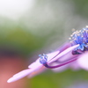 紫陽花として生きる。。。