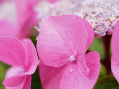 紫陽花の横顔。。。