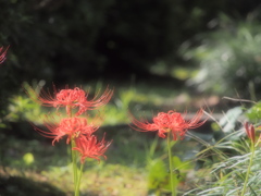 陽光に光る赤い華