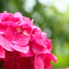 紫陽花☆雨音つれて。。。