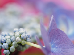 和風な紫陽花