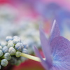 和風な紫陽花