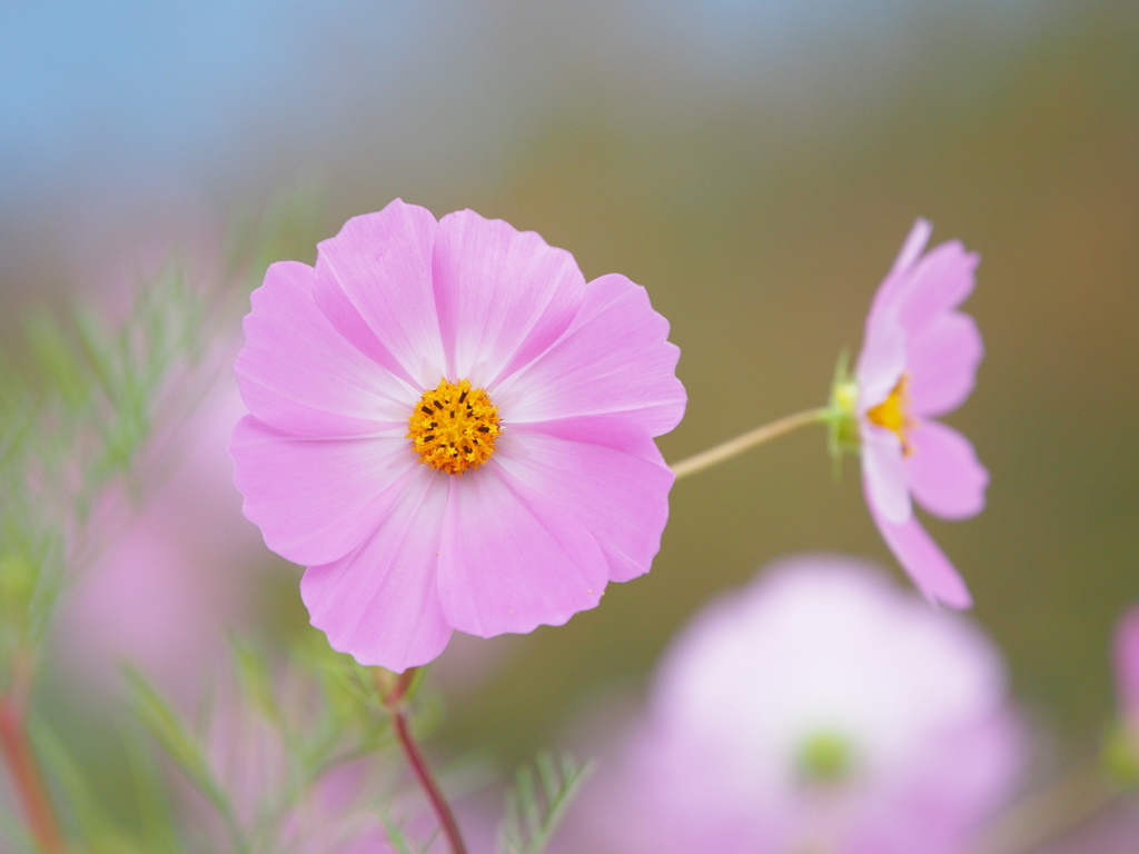 曇り空と秋桜