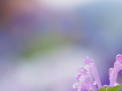 やさしいまなざし。。。