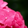 紫陽花に微笑んで。