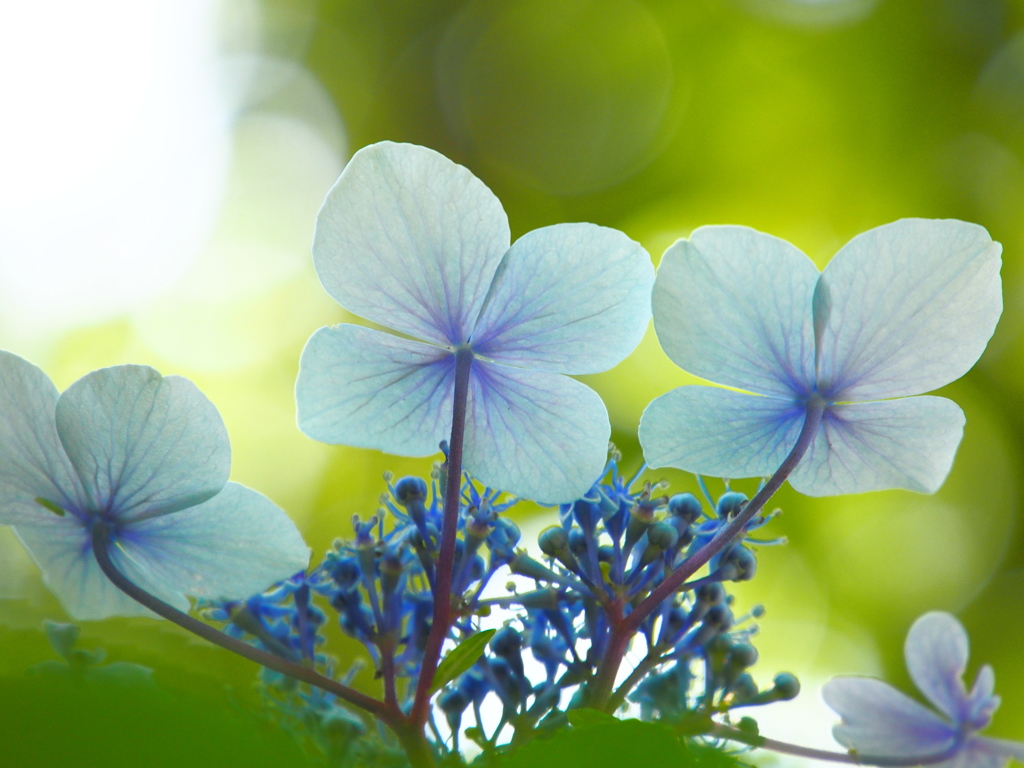 紫陽花ブルー