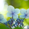 紫陽花ブルー