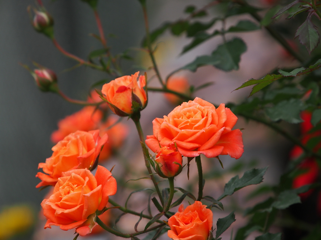 オレンジ色の薔薇たち