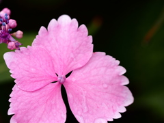 紫陽花の髪飾り。。。