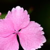 紫陽花の髪飾り。。。