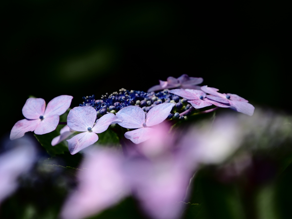 紫陽花のティアラ