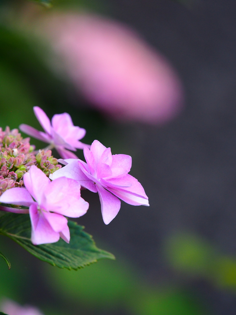 紫陽花☆序章