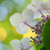 紫陽花たちの微笑み。