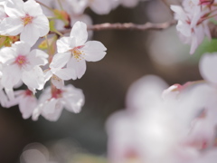 小川と桜