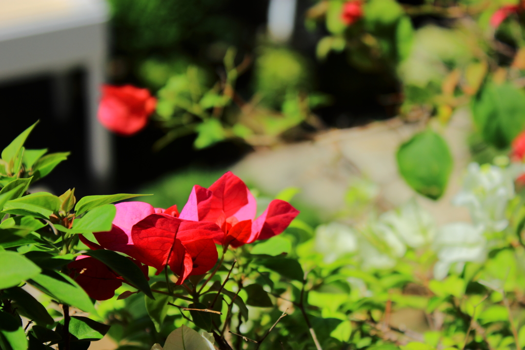 花