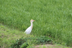 アマサギ