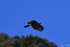 クマ2017-7