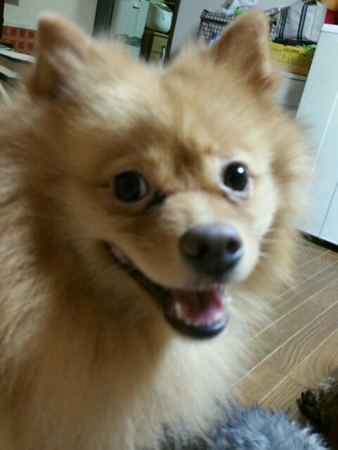 パパポメラニアン