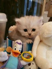 チンチラシルバー