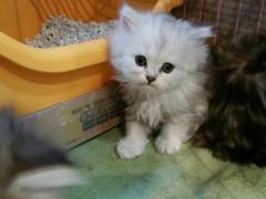 生後４週間のチンチラシルバー