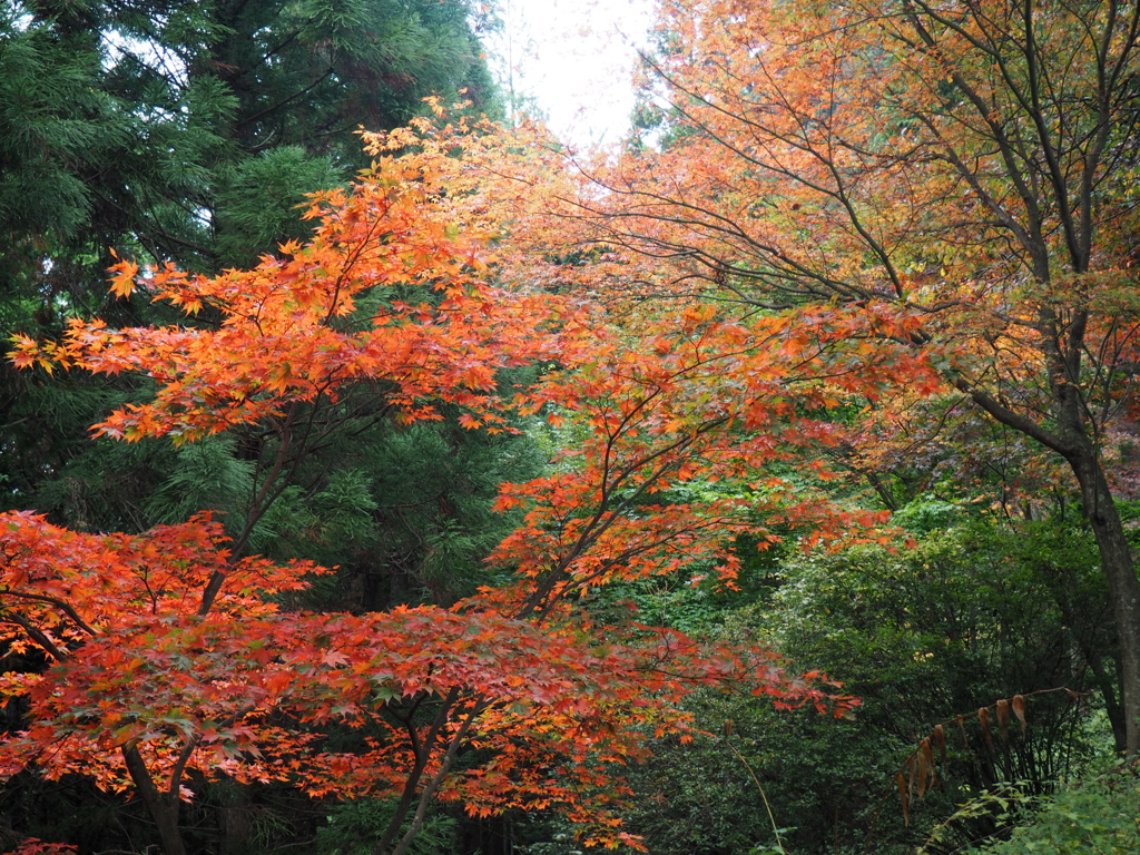 御岳山の紅葉 色とりどり