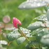 雨上がる