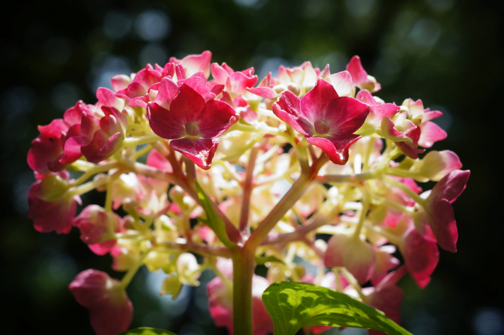 筥崎宮の紫陽花