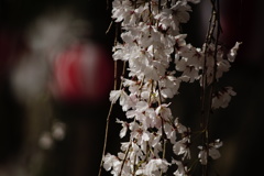 DSC02190熊谷町のしだれ桜