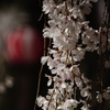 DSC02190熊谷町のしだれ桜