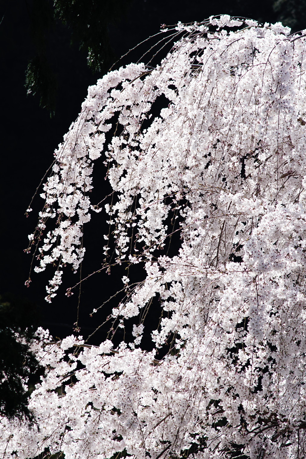 昼下がりの枝垂れ桜
