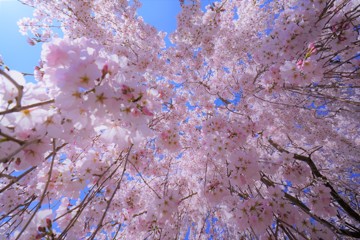 桜降る